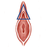 Clitoral Hood Reduction